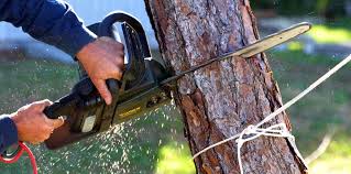 Best Tree Cabling and Bracing  in Yuba City, CA