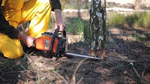 Best Hazardous Tree Removal  in Yuba City, CA