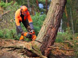 Best Arborist Consultation Services  in Yuba City, CA