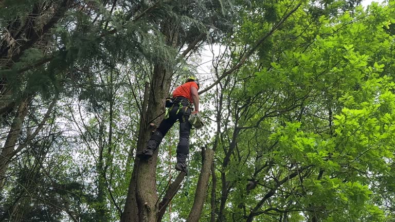 Best Stump Grinding and Removal  in Yuba City, CA