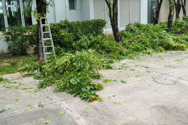 Reliable Yuba City, CA Tree Removal Solutions