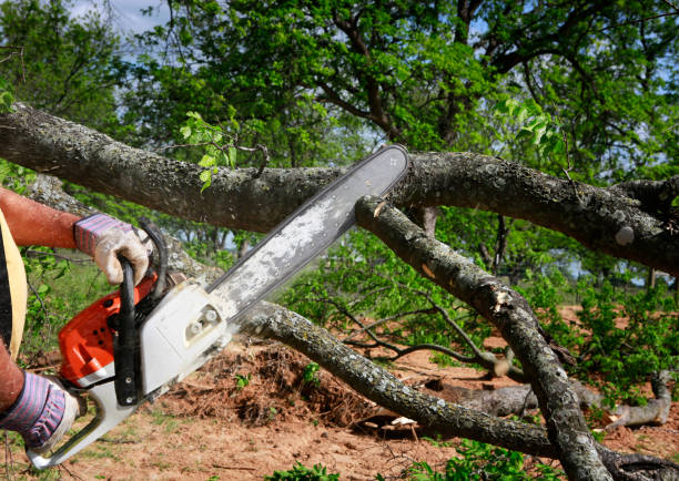 Best Tree Disease Treatment  in Yuba City, CA